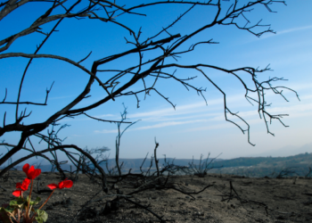 GAR Blog-Deprem Dosyası: Yıkımdan Yükselen Dayanışma: Maya Derneği Başkanı Volkan Gültekin ile 6 Şubat Depreminin Birinci Yılına Dair Söyleşi